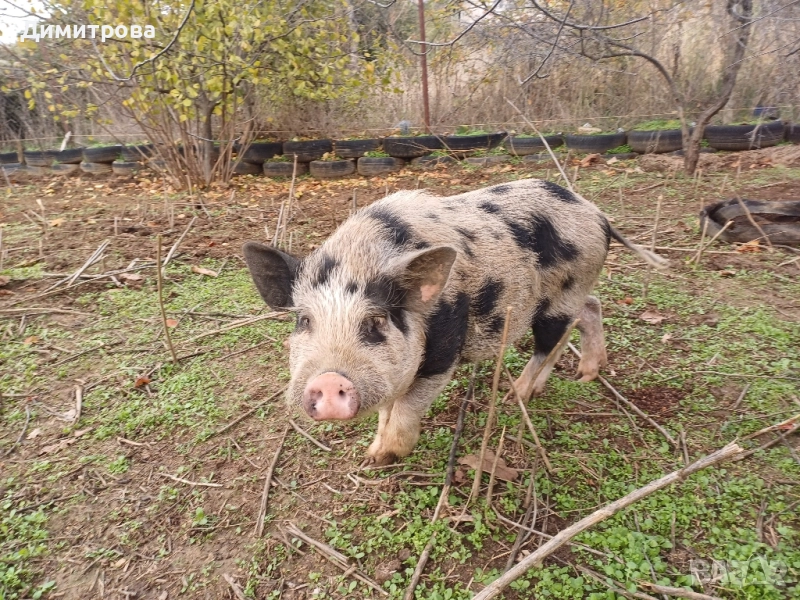 Мъжко виетнамско прасе, нерез, снимка 1