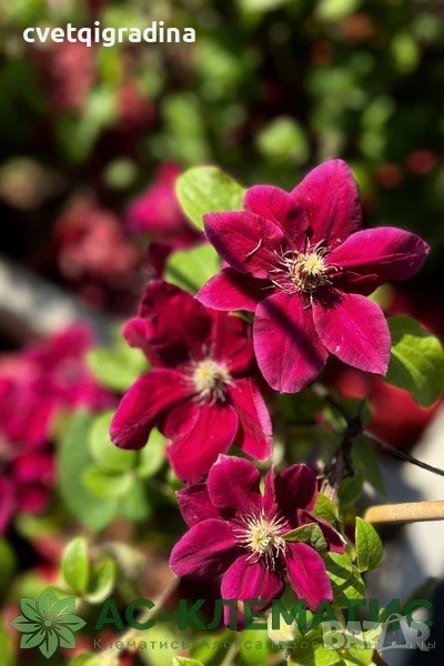 Клематис Зосия-Clematis Zosia, снимка 1