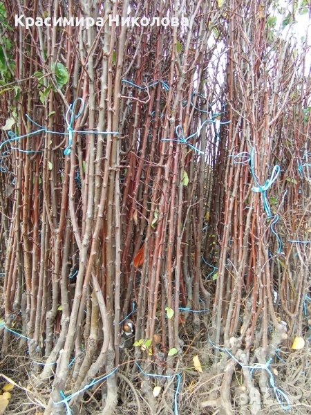 Продавам овощен посадъчен материал, снимка 1