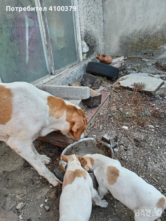 Пойнтери, снимка 1