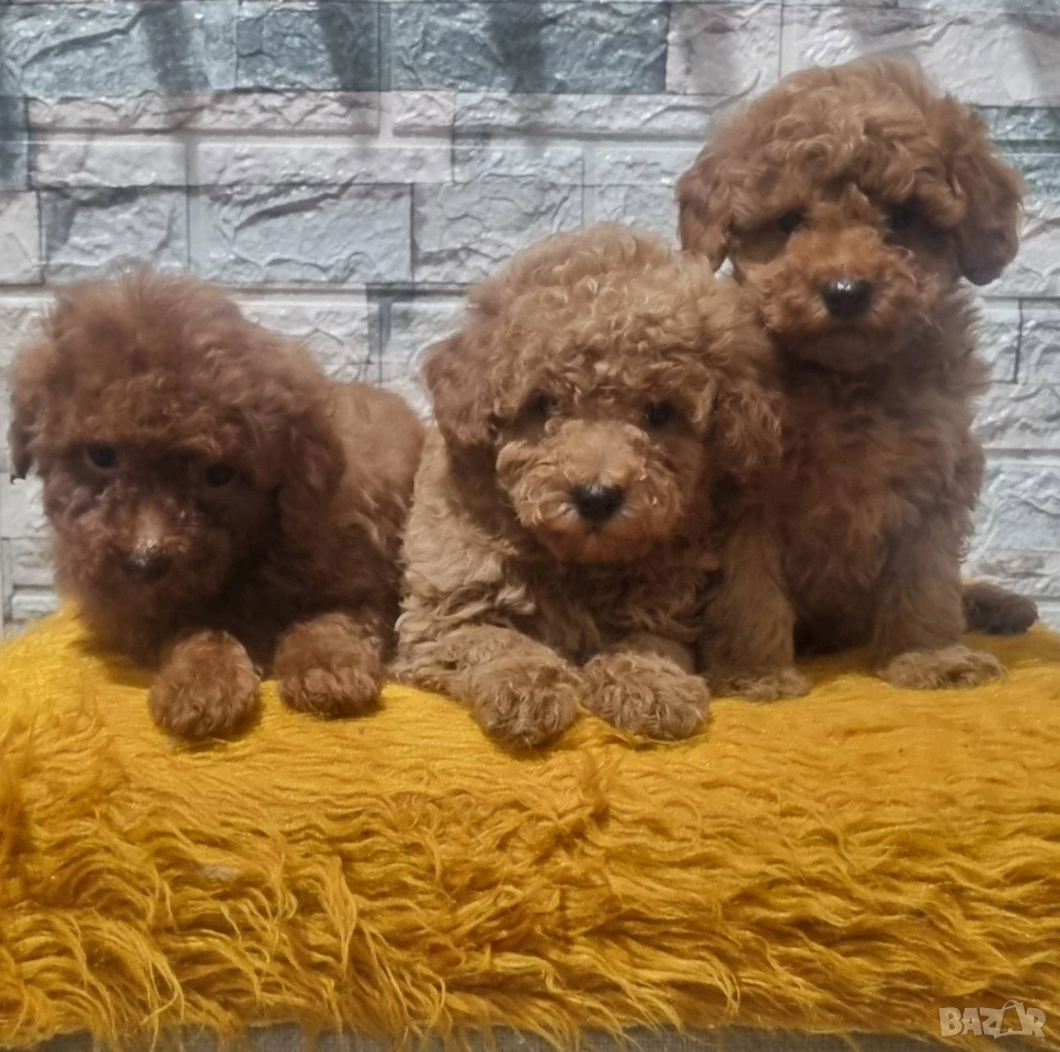 Той Пудел Мини Пудел, снимка 1