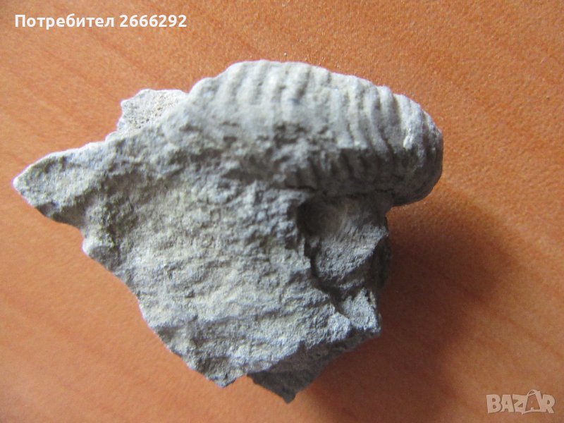 Фосил 2, снимка 1