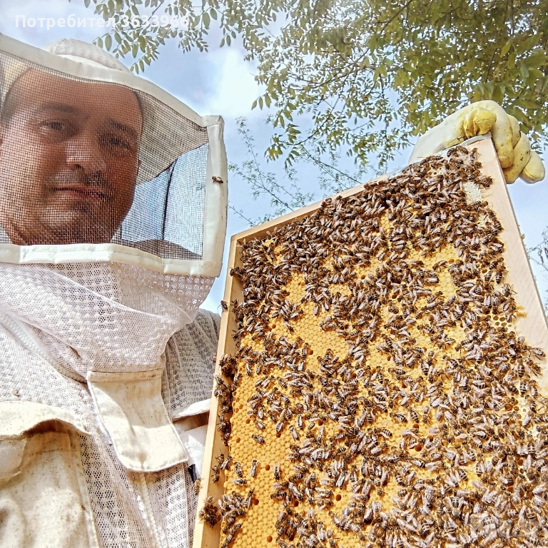 Пчелни отводки Дадан Блад, снимка 1