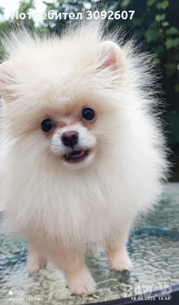 Померанче момче, снимка 1