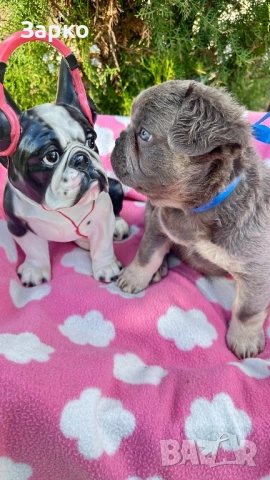 Френски булдог, снимка 11 - Френски булдог - 51950911