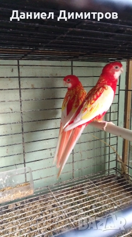 Птици на добри цени, снимка 3 - Папагали - 52712651