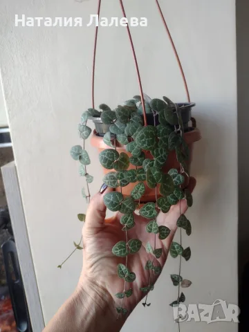 Церопегия, ceropegia woodii