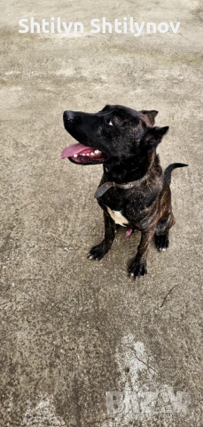 Падарявам  Cane Corso x Alabai