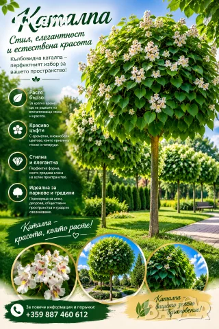 Фиданки от каталпа , снимка 2 - Градински цветя и растения - 47022375
