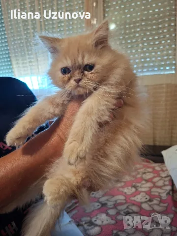 Мъжко персийско котенце 