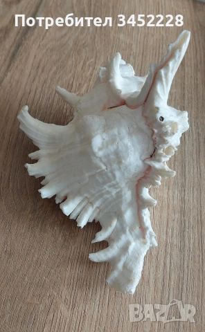 раковина за ценители , снимка 9 - Декорация за дома - 53846311