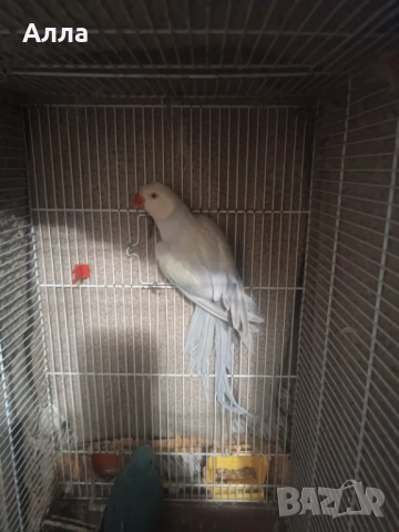 Малък Александр женска, снимка 2 - Папагали - 52969044