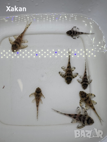 L236 SW, снимка 7 - Рибки - 44599160