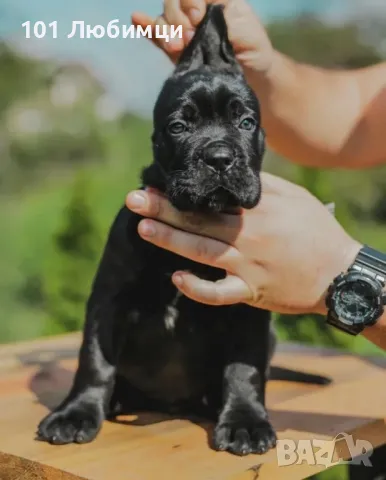 Кане Корсо с родословие, снимка 4 - Кане корсо - 47450525