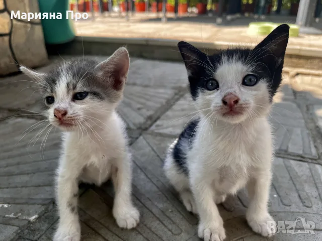 Подарявам малки котенца на 1 месец, снимка 17 - Други - 56151631