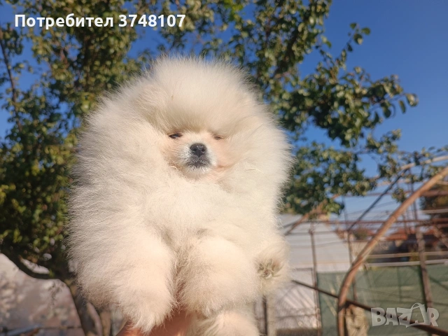 Померан/Померани, снимка 5 - Померан - 52920016