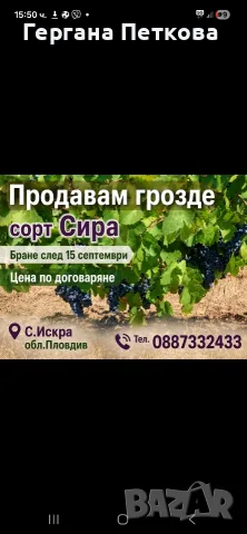 Продавам грозде сорт Сира