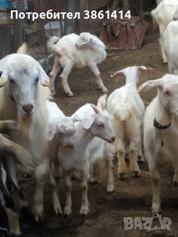 Продавам козлета и овен, снимка 1