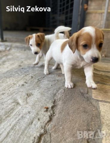 мини Джак Ръсели, снимка 3 - Джак ръсел териер - 53136089