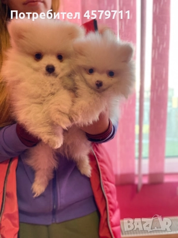 Очарователни бели померанчета търсят своя нов дом , снимка 2 - Померан - 52841268