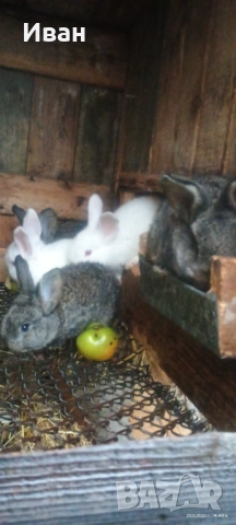 Малки великанчета