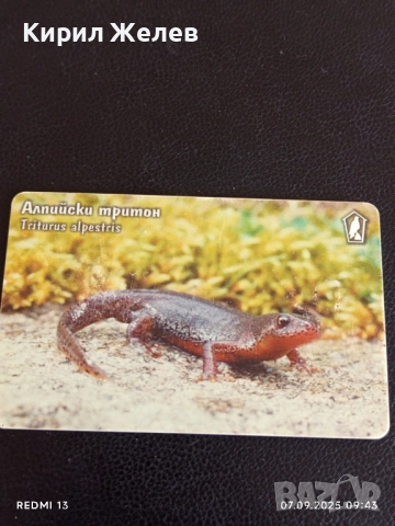 Три фонокарти серия ЖИВОТНИ АЛПИЙСКИ ТРИТОН, ТАРАЛЕЖ,ЖАБА ДЪРВЕСНИЦА 28162, снимка 9 - Други ценни предмети - 51630547
