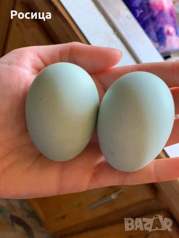 Предлагам разплодни яйца от Легбар, снимка 2 - Кокошки и пуйки - 44716242