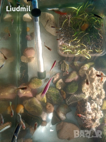 Рибки гупи, снимка 3 - Рибки - 53639842