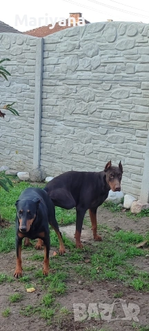 Продавам родословни добермани.Жендки и мъжки.Тел.0884276911, снимка 6 - Доберман - 53745178