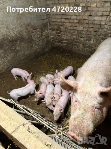 Прасета, снимка 4 - Прасета - 53662519