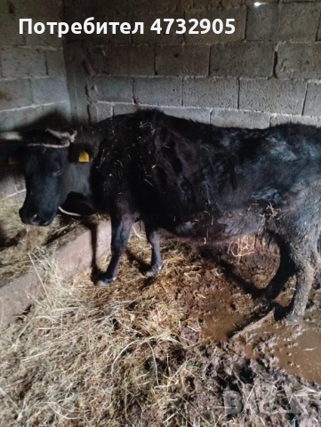 Продавам ялова крава, снимка 3 - Крави - 53413999