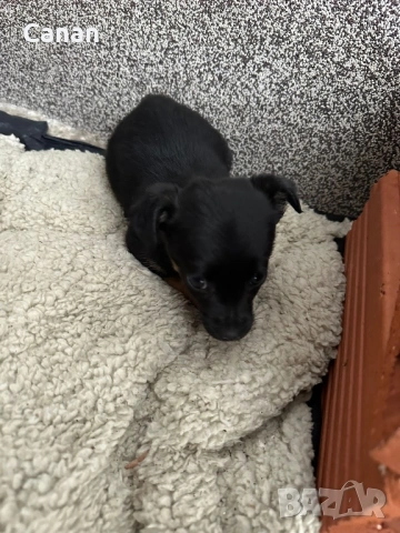 Пинчери, снимка 2 - Пинчер - 53287561