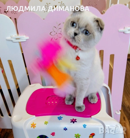 Шотландско момиче със сини очи. , снимка 10 - Британска късокосместа - 53291975