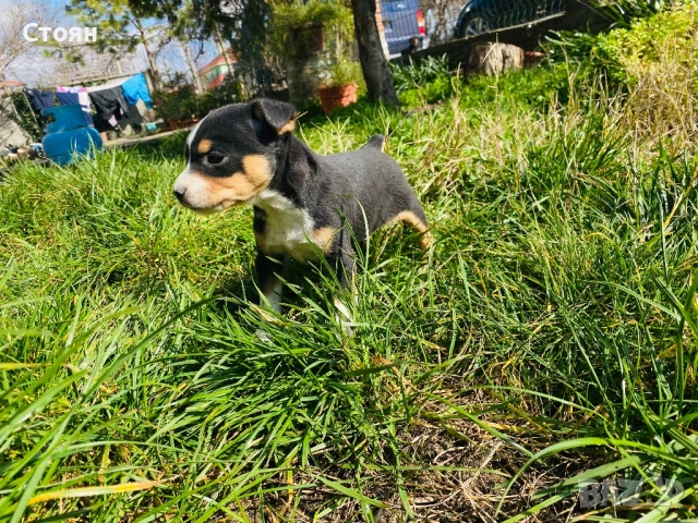 Мини пинчер , снимка 2 - Пинчер - 53697313