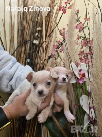 мини чиху пинчери, снимка 4 - Пинчер - 52509287