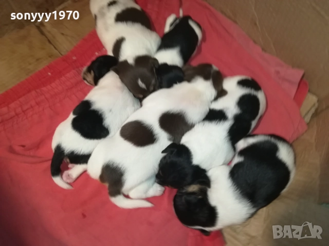 БЕБЕТА ДЖАК РЪСЕЛ 2309251834, снимка 16 - Джак ръсел териер - 51811325