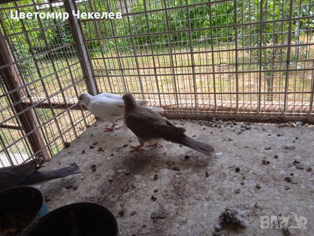 Сенегалски гургулици-1 мъжки, снимка 2 - други­ - 41202178