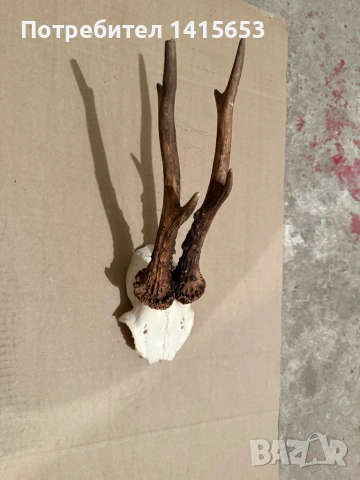 Продавам трофей от сръндак, снимка 3 - Антикварни и старинни предмети - 53357878