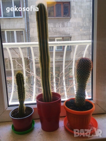 Продавам кактуси 3 броя, снимка 2 - Стайни растения - 53844933