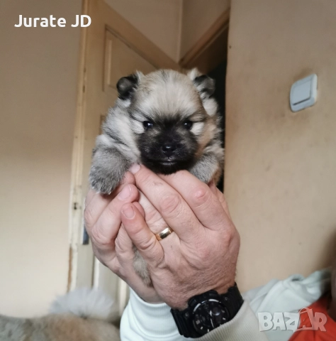 Померан, женско. , снимка 2 - Померан - 52355221