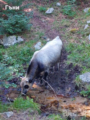 бикове и крави, снимка 2 - Крави - 53624191