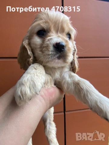 Кокер шпаньол  английски момче