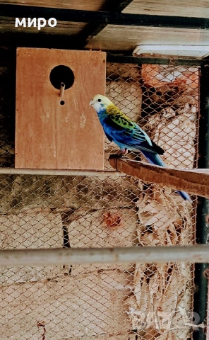 Жълтоглава розела !, снимка 7 - Папагали - 53406872