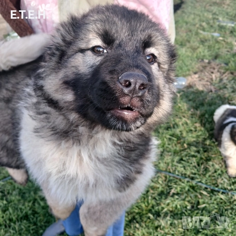 Кавказка Овчарка два месеца 650лв, снимка 2 - Кавказка овчарка - 52822686