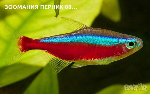 Декоративни рибки - Риби Неон - Неонки - ЛИЧНО ПЕРНИК, снимка 2 - Рибки - 36062354