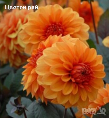 Грудки на няколко цвята далии , снимка 9 - Градински цветя и растения - 52506160