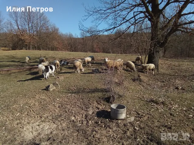 шилета, снимка 1