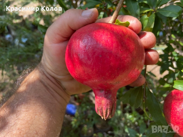 Нарове – селекция от много сортове с различни характеристики ,растения, дръвчета, снимка 6 - Градински цветя и растения - 52516852