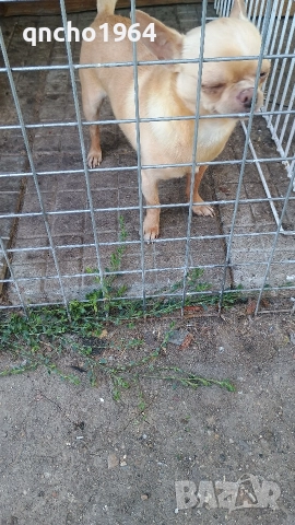 чихуахуа , снимка 5 - Чихуахуа - 52797684