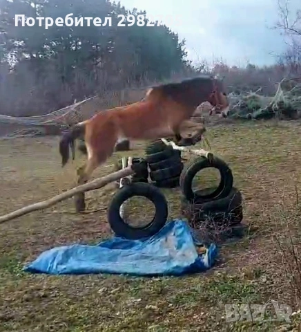 Продажба на кон 2 г, снимка 6 - Коне - 53844214